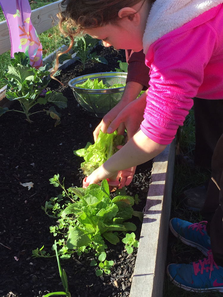 picking-lettuce-1