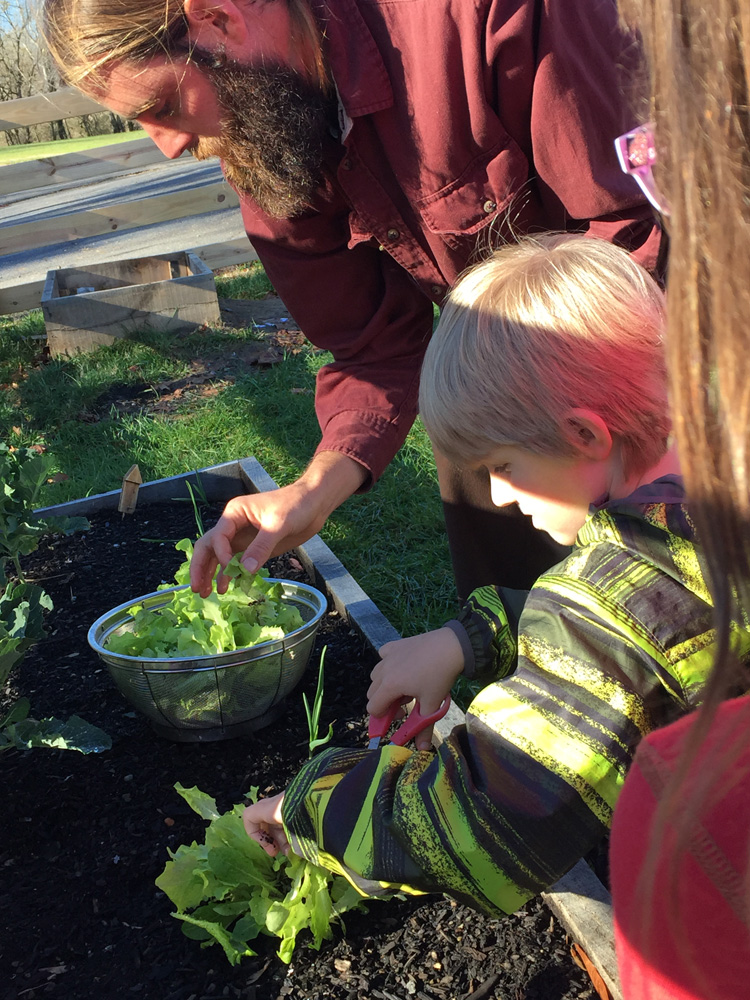 picking-lettuce-2