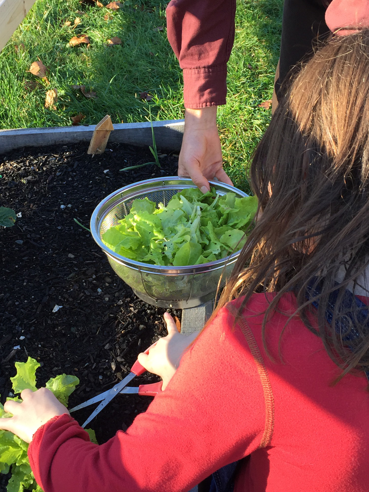 picking-lettuce-3