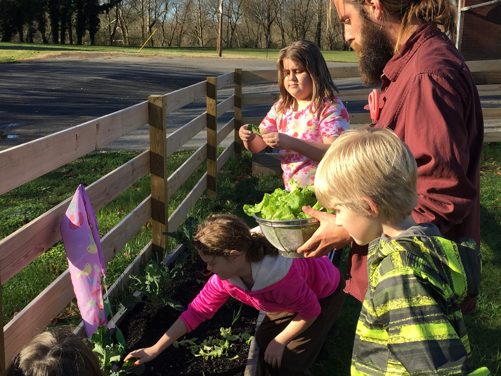 picking-lettuce-4